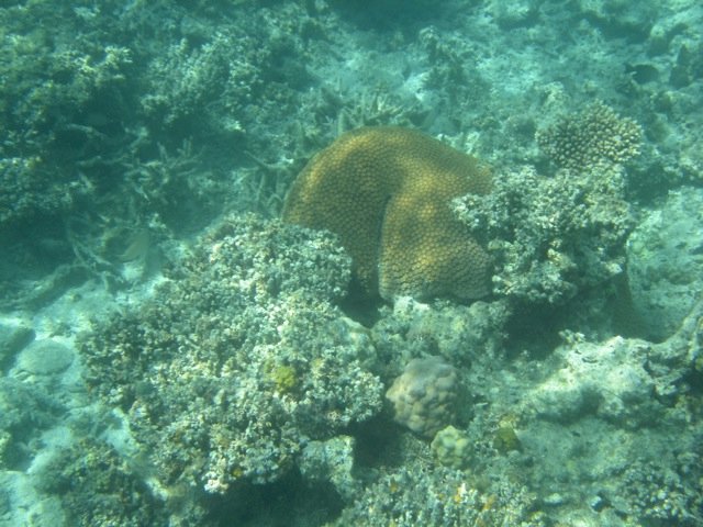 Bum coral