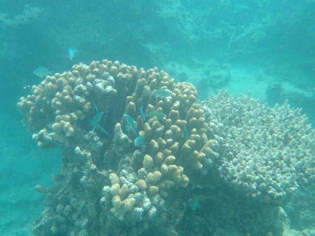 The reef at Lawaki