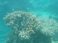The reef at Lawaki