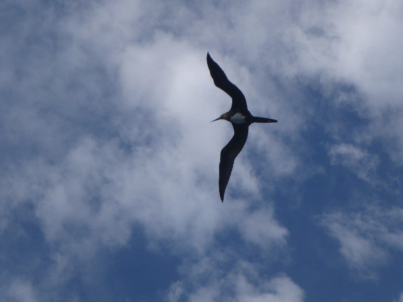 A Frigate Bird