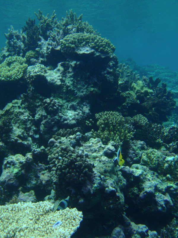 Some Coral in Vava'u