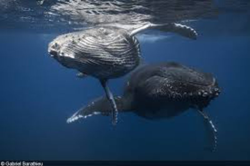 pair whales.