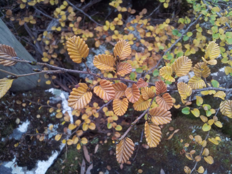 Nothofagus leaves changing colour