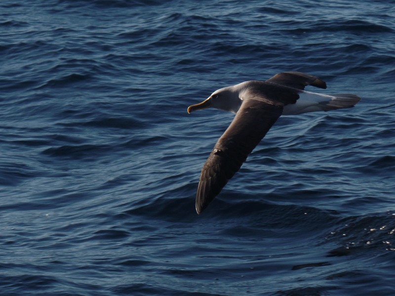 A Tasmanian Shy Albatross off Tasmania