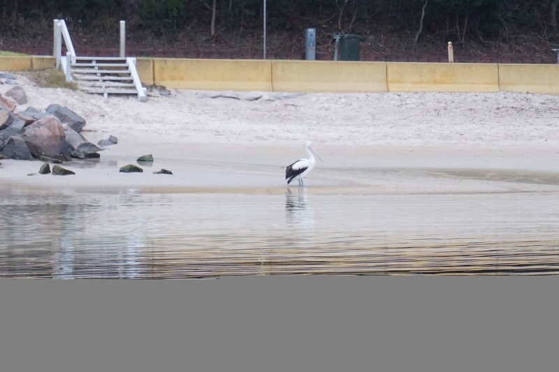 A pelican in Nelson Bay, Port Stephens