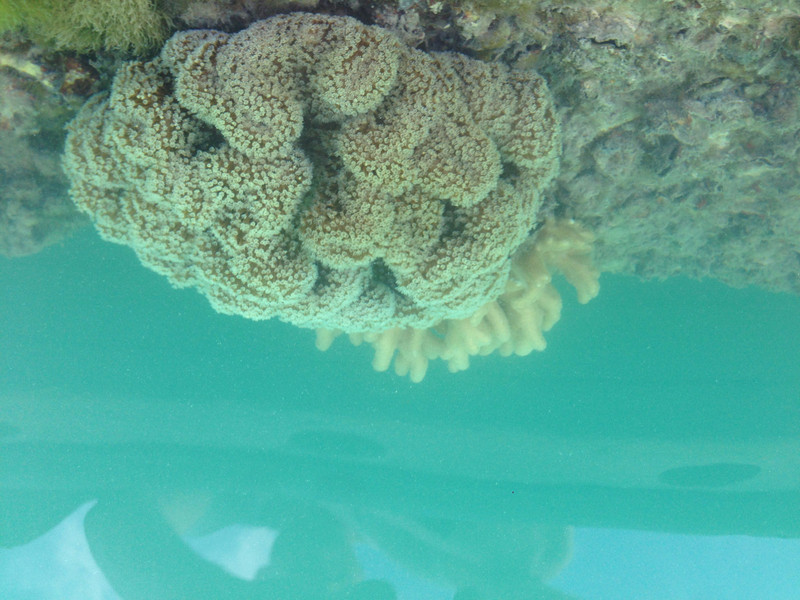 The first coral of the trip