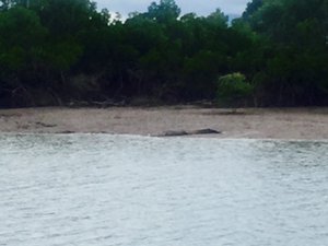The Croc at a distance.