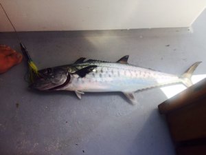 The small Spanish Mackerel