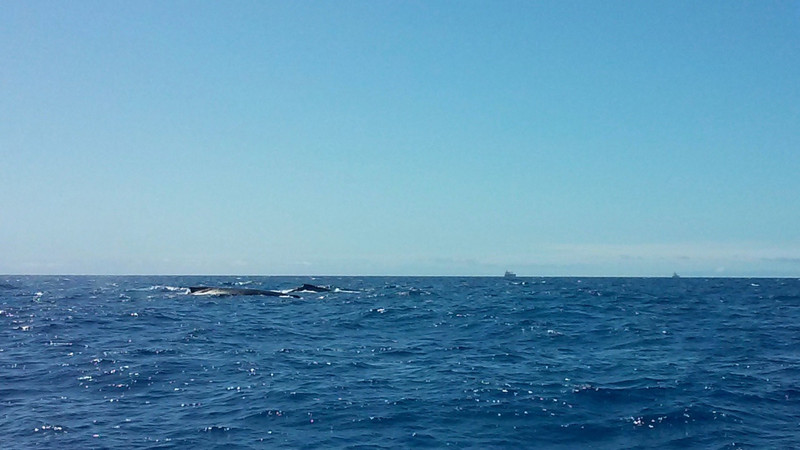 Two Humpback Whales