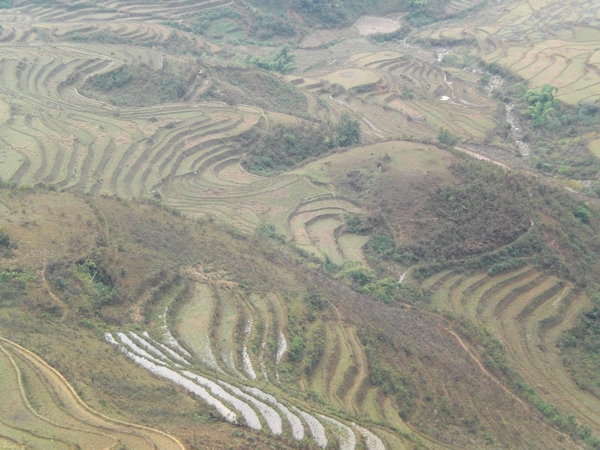 Rice paddies in Sapa - Campos de arroz en Sapa
