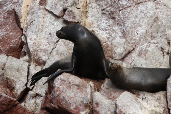 Posing sea lion, Paracas