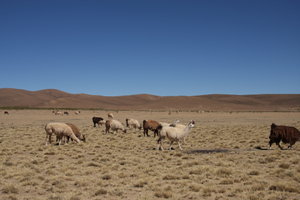 Nothing but Lamas