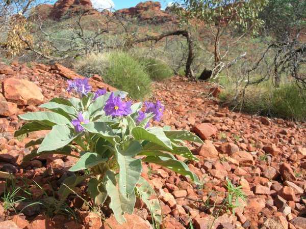 Flower in Kings Canyon