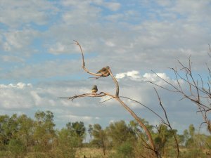 Birds at Uluru 