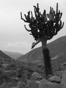 Cactus Candelabro