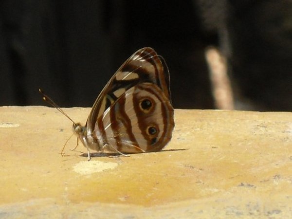 Butterfly at the falls