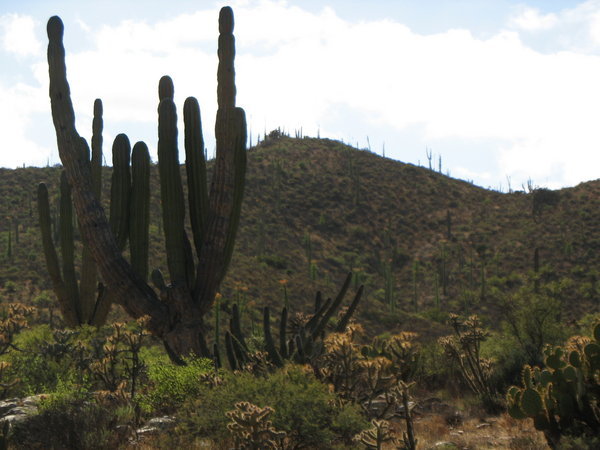 baja cactus
