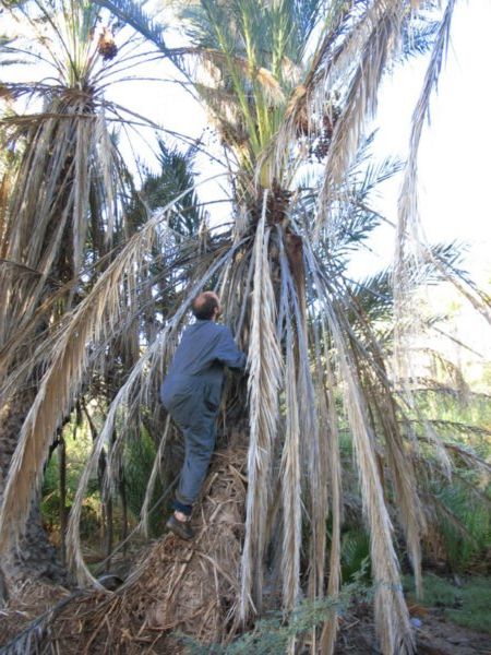 b- Dom climbing to the date palm