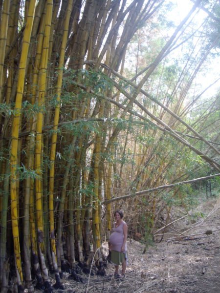 Chantelle + giant bamboo