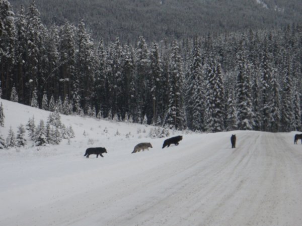 Wolves on the road near Baker Creek