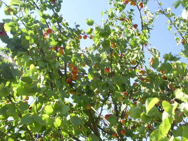 Apricot tree - Árbol de damasco