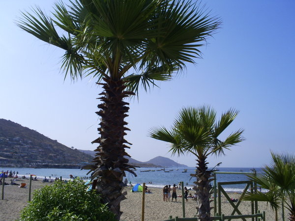 The Beach and the Palm Trees - La playa y las palmeras
