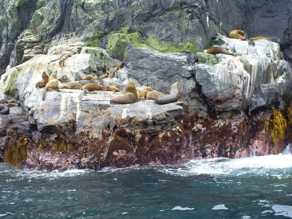Sea-lions - Lobos marinos