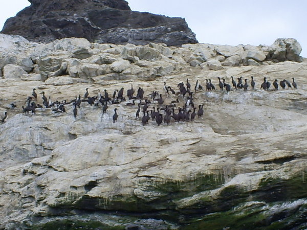 Penguins - Pinguinos