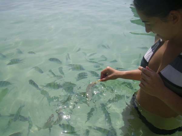 Feeding fish