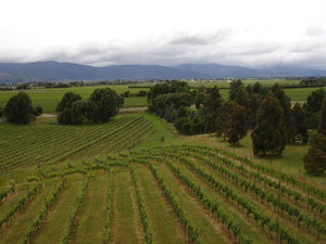 Marlborough Wine Country
