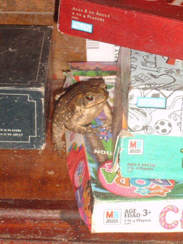 The toad hangs out with us