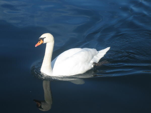 Swan on Lake Bled