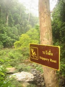 Trail to the waterfall (Khao Sok NP)