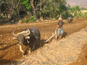 Ploughing using a buffaloe!