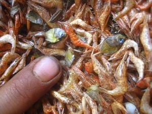 A small boys finger showing how small the dried fish and shrimps are!