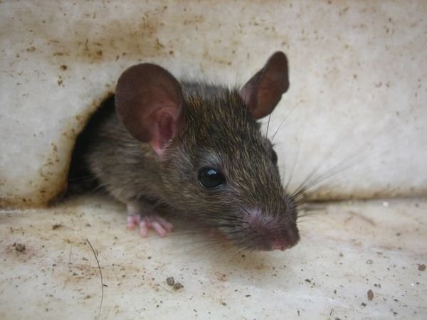 Small rat at Karni Mata