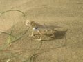 Lizard in the Thar Desert