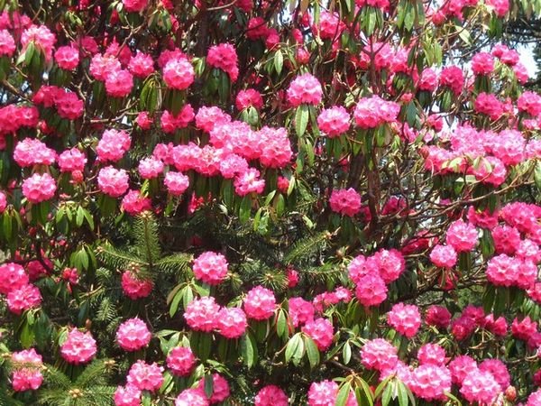 Rhododendrons!