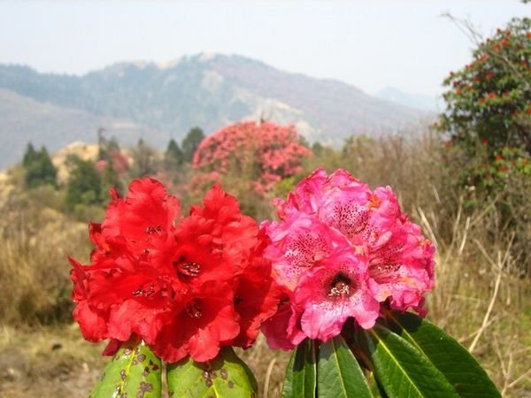 Different shades of Rhododendrons