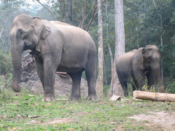 Jungle Elephants
