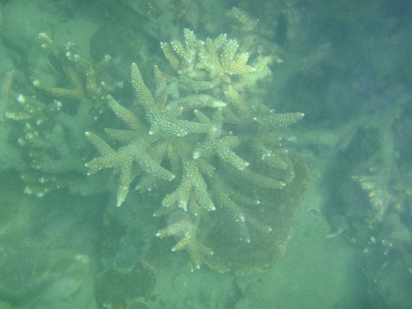 Crazy Coral