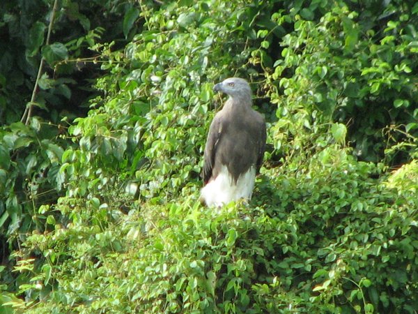 white bellied eagle