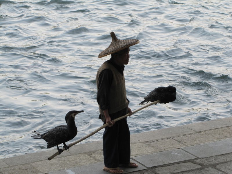 Cormorant Fisherman