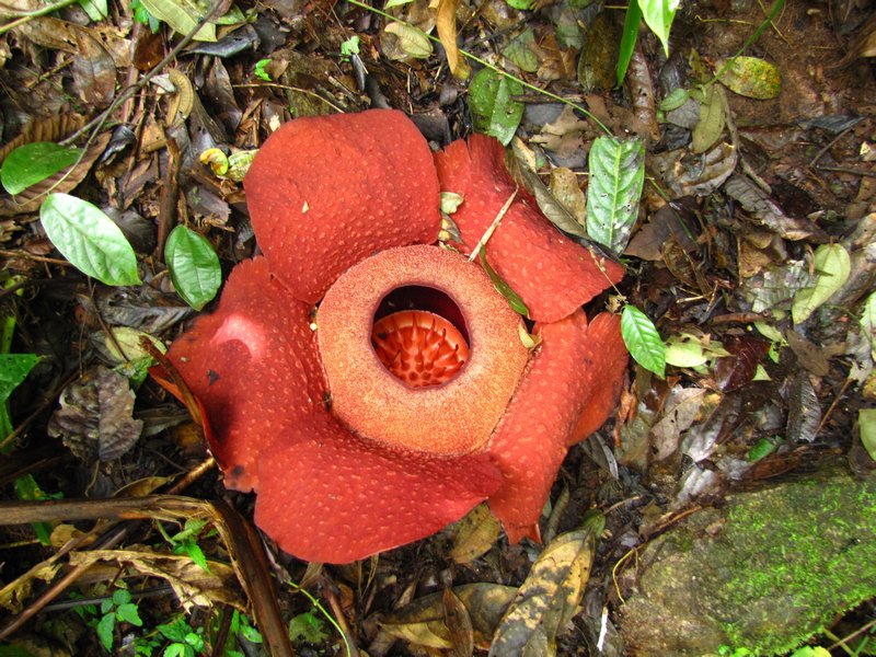 Flower or Fungus 
