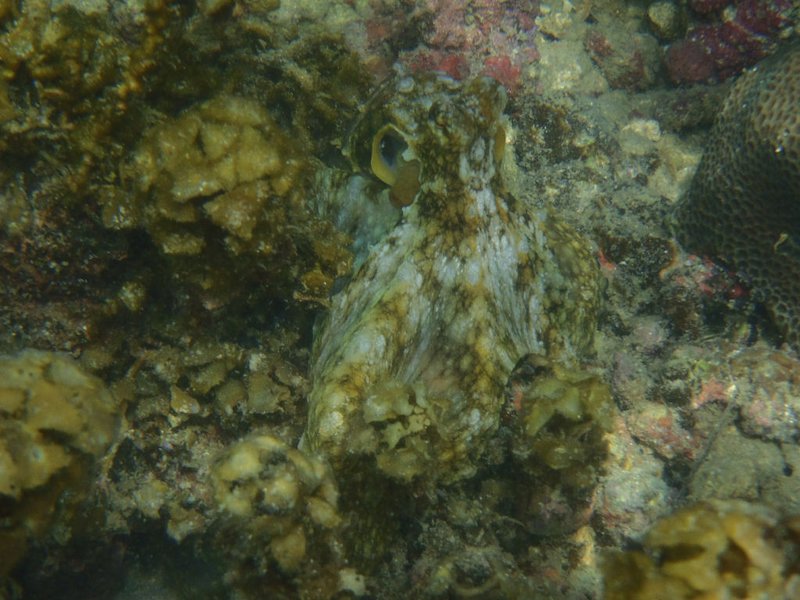 Octopus camouflage