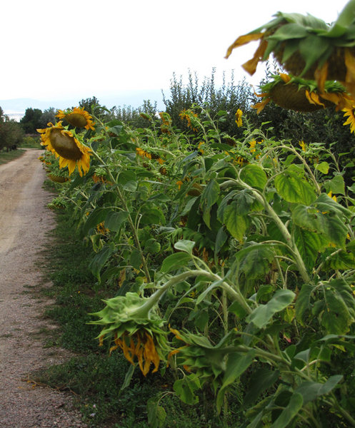 Sunflower Lane