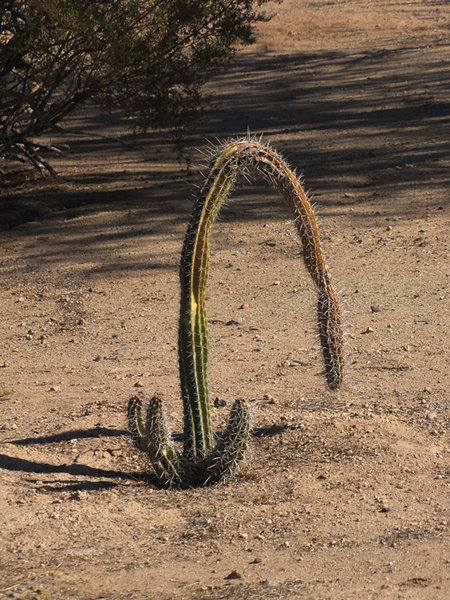 Tired Cactus