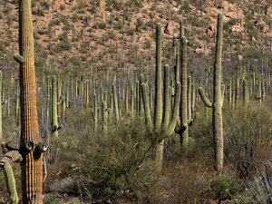 A Forest of Saguaro