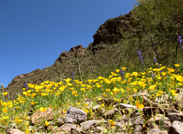 Poppies at Picacho