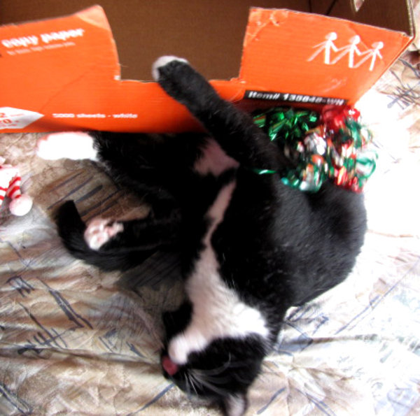 Romping with Ribbons and Boxes